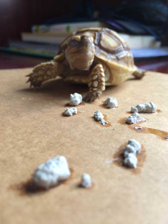 苏卡达陆龟排酸视频,苏卡达陆龟自动排酸是什么意思