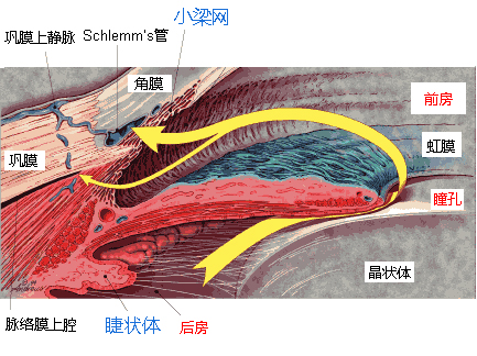 青光眼预防,认识青光眼