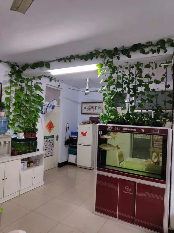 怎样让水培绿萝和吊兰长得快,绿萝吊兰水培后如何盆栽