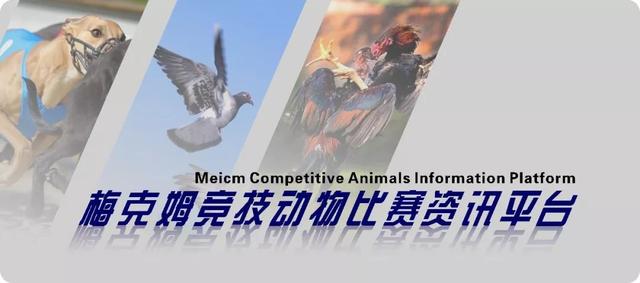 赛鸽单眼伤风的治疗与预防,赛鸽发烧会引起单眼伤风吗