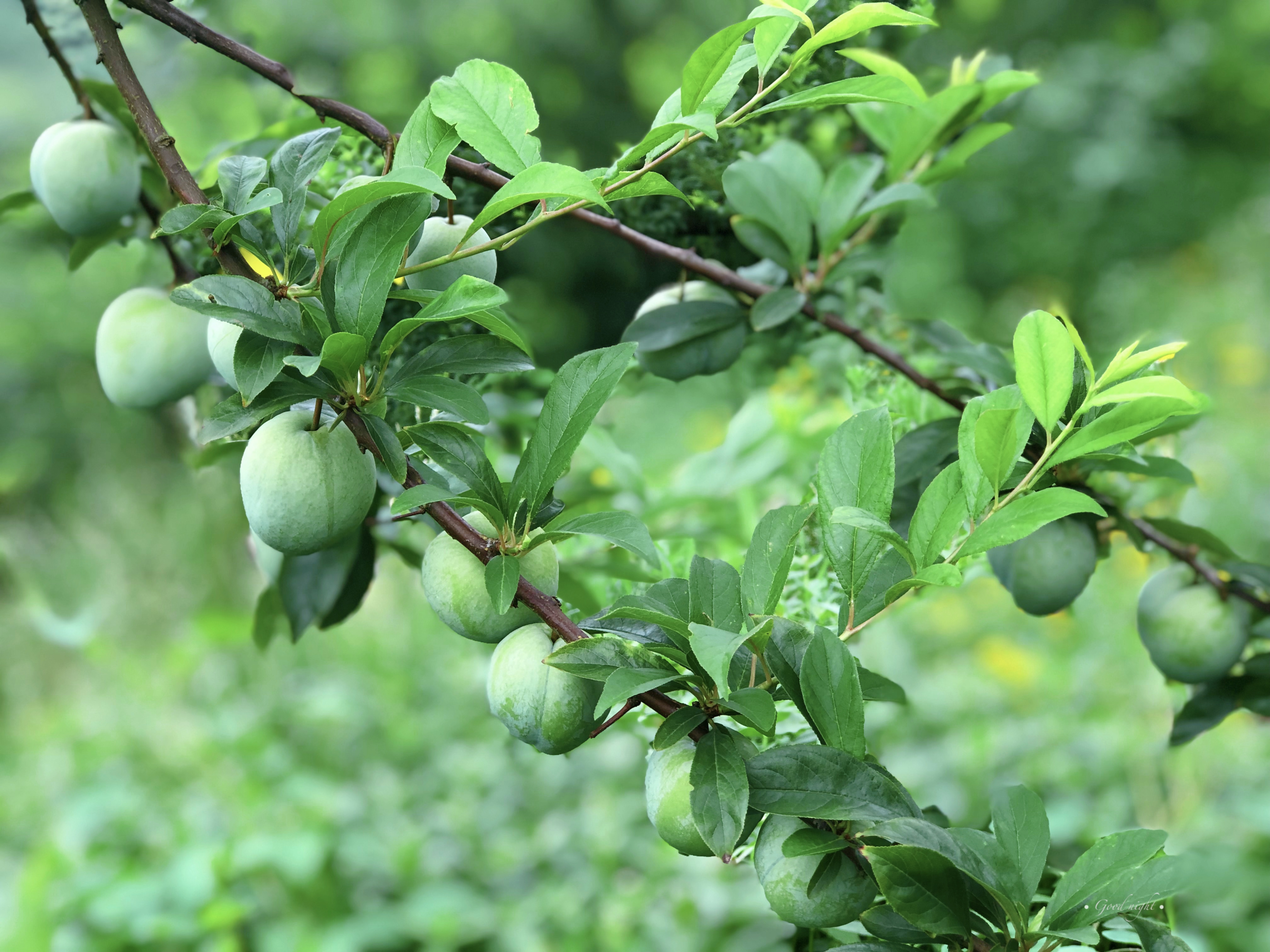 仙桃脆李变身致富果山橙时代助力谱写乡村振兴新乐章