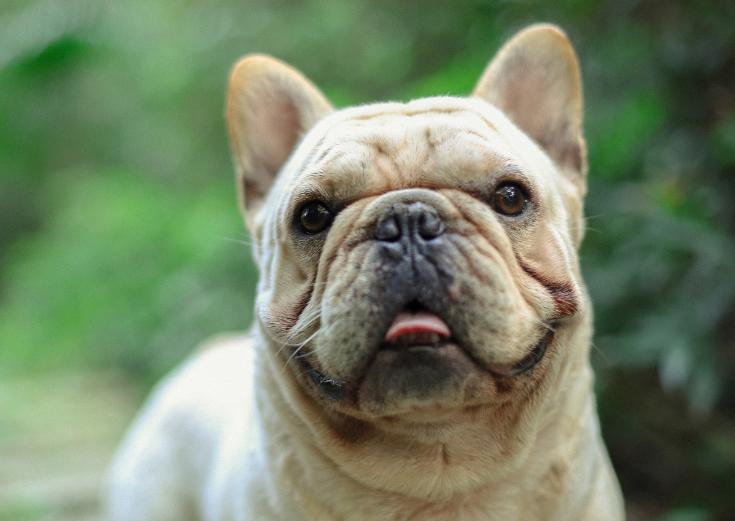 全国最受欢迎的10种狗狗,超级金贵的狗狗你知道几种