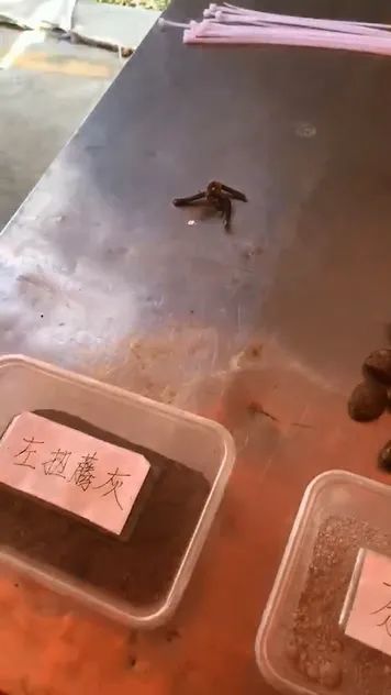 山底禾了社飞来之地的禾了节