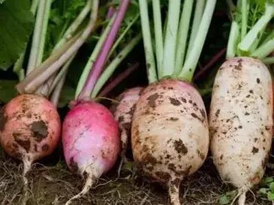 磷酸二氢钾为啥是万能肥 (磷酸二氢钾500-1000倍使用多少水)