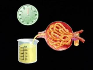 肾功能好不好,肾功能哪个指标最重要