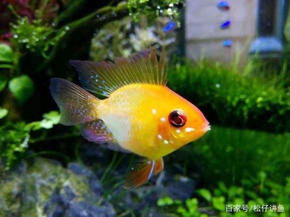 新手养凤尾短鲷注意什么,养金波子技巧和方法