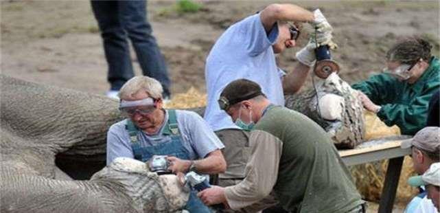 给大象修脚好吗,给大象修脚全过程不说话