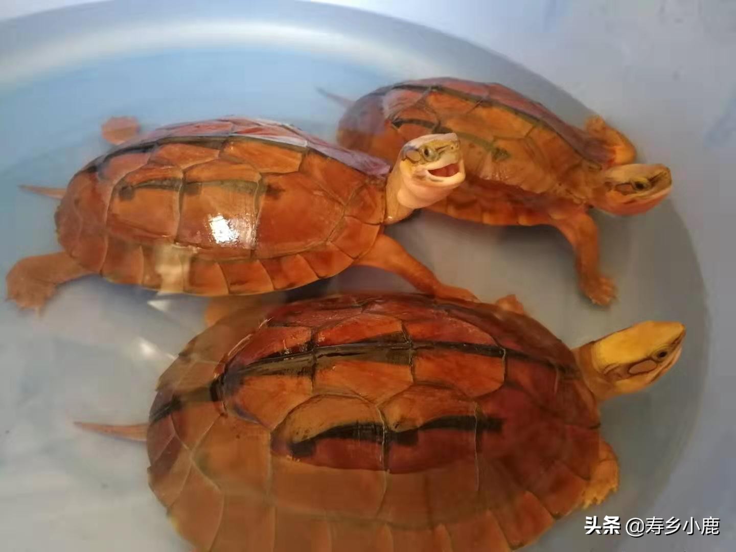 龟苗老是浮水是什么情况,龟怎样才算浮水