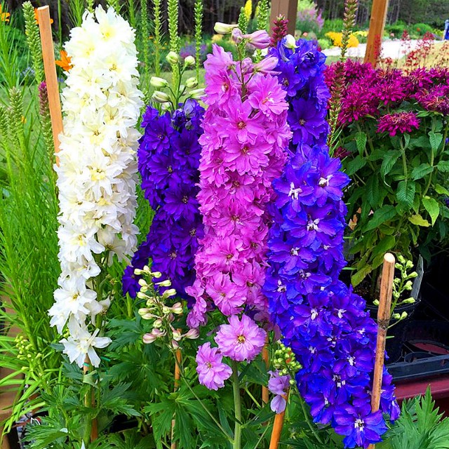 中考誓师誓词文案,中考誓师大会誓词教师寄语