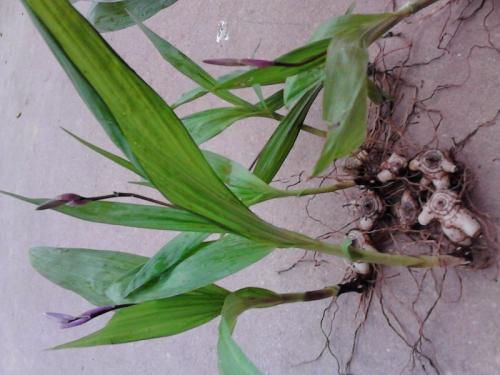 四川白芨种子繁殖方法,白芨种子怎样直播繁殖