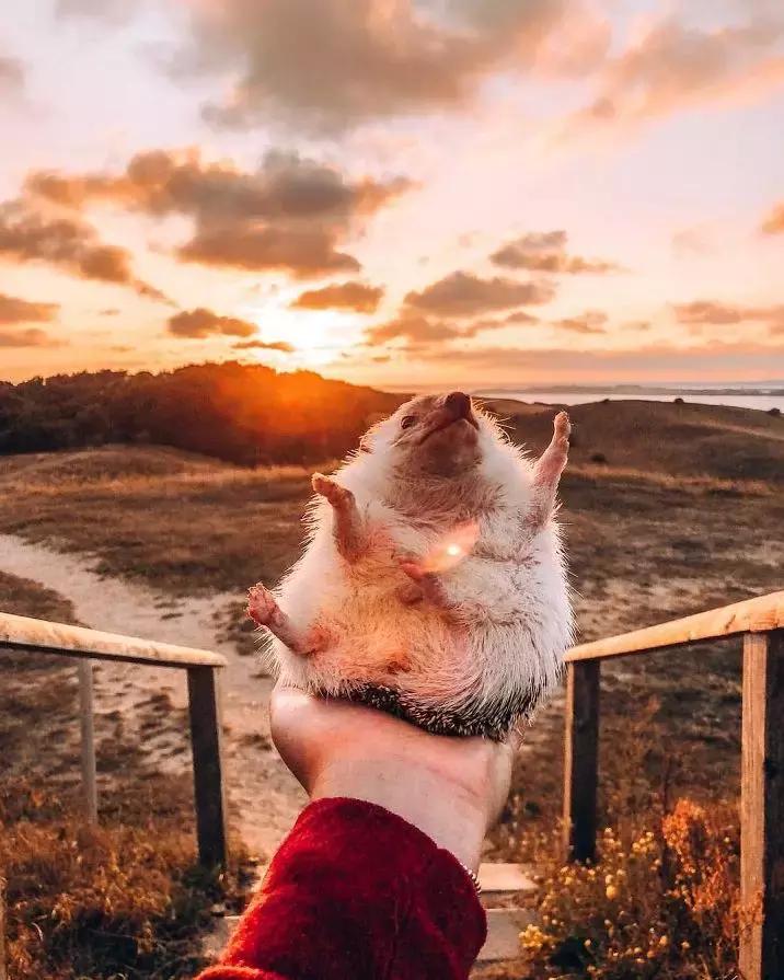 Ins上最火的网红小刺猬，拍写真，出自传，住别墅