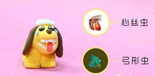 柯基狗大便先稀后干,狗大便稀