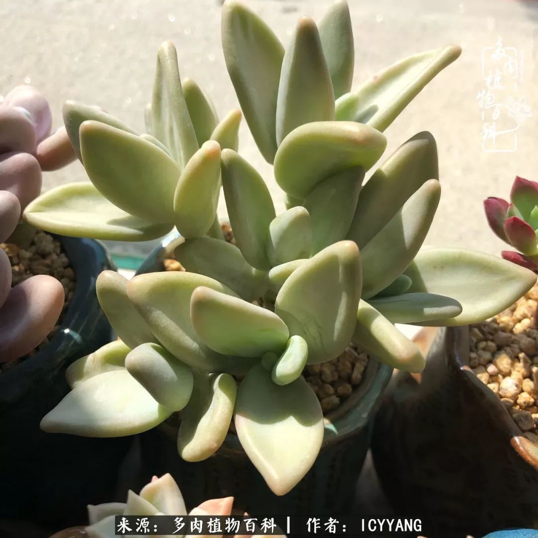 多肉隔着玻璃晒太阳效果好吗,隔着玻璃养的多肉照样长得好