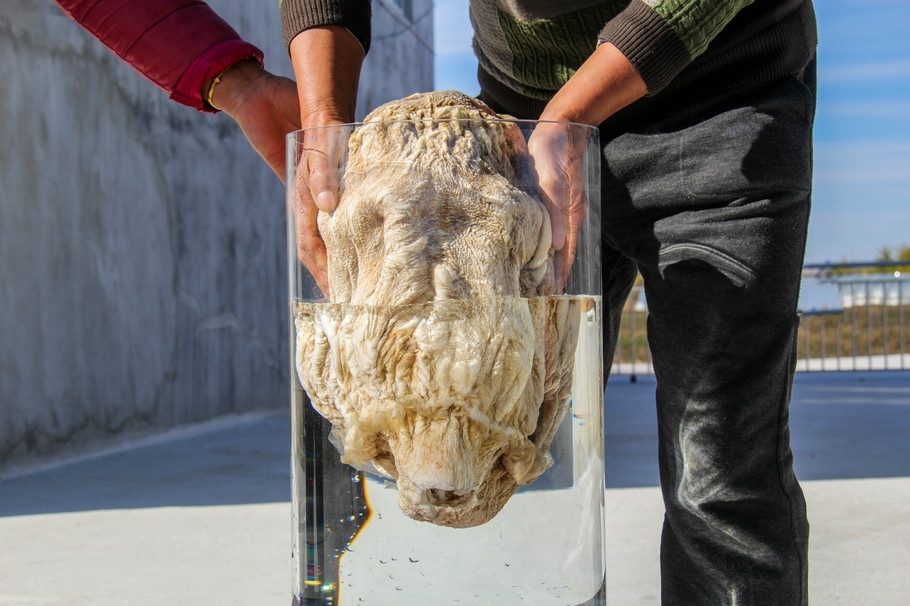 太岁为什么能价值百万,太岁到底是个什么玩意