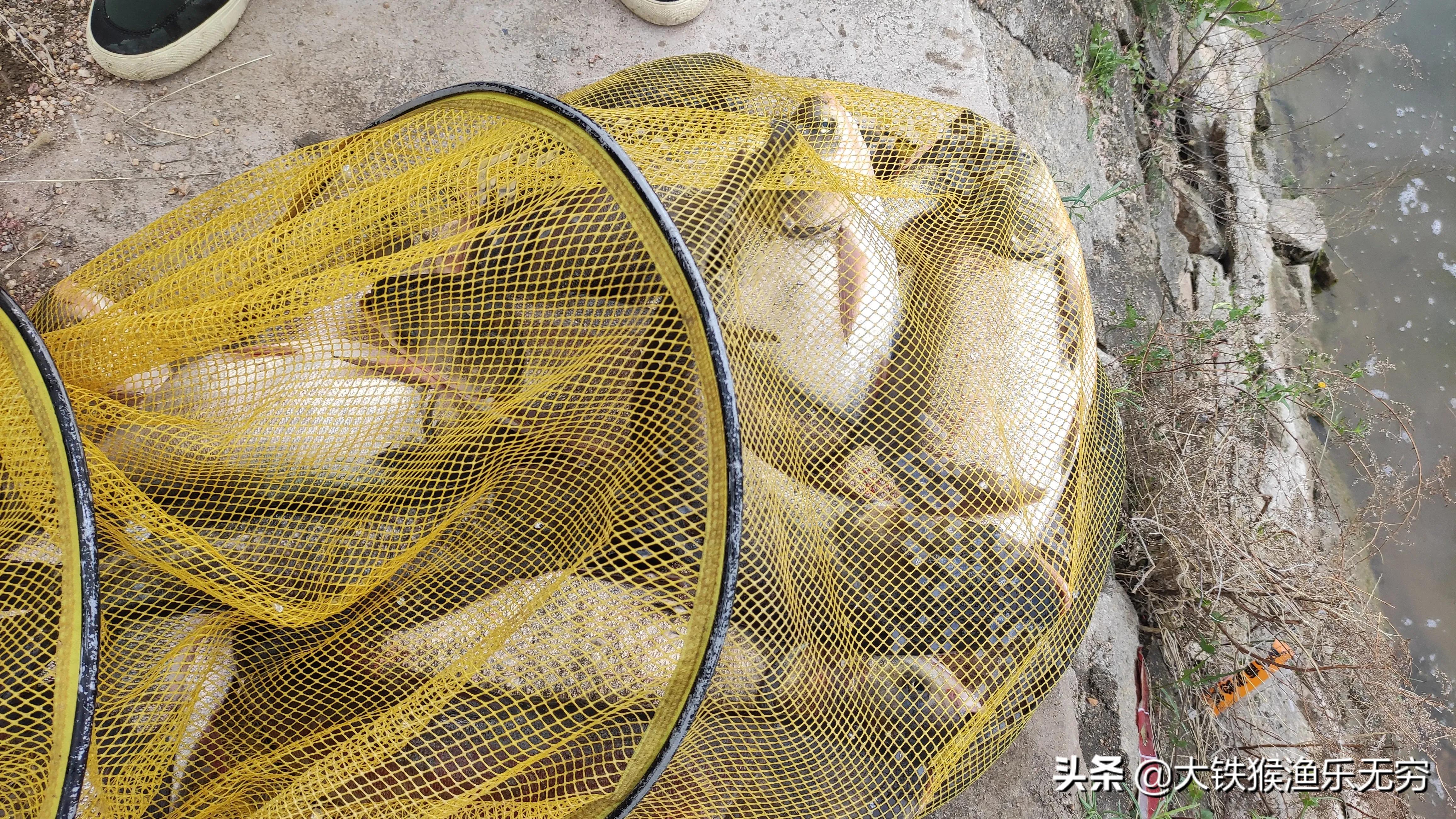 钓鲢鳙鱼最简单有效的办法,老钓友分享钓法