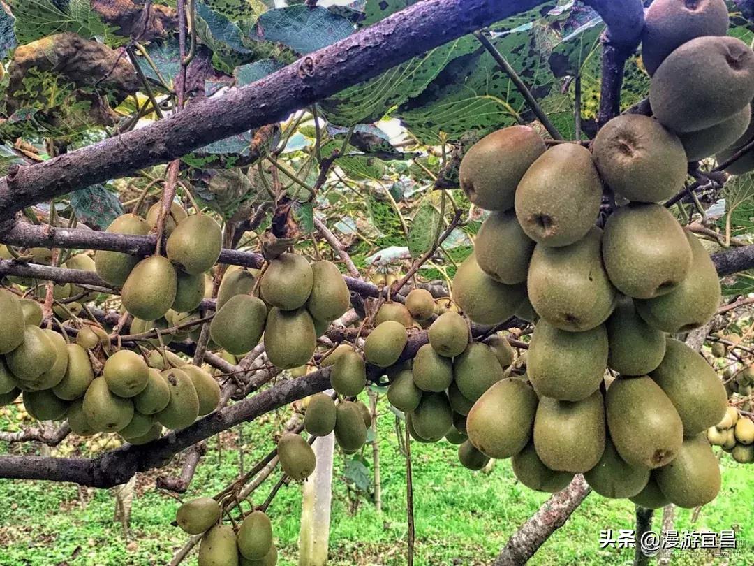 宜昌恩施旅游攻略最佳路线,宜昌至重庆三峡游轮旅游攻略