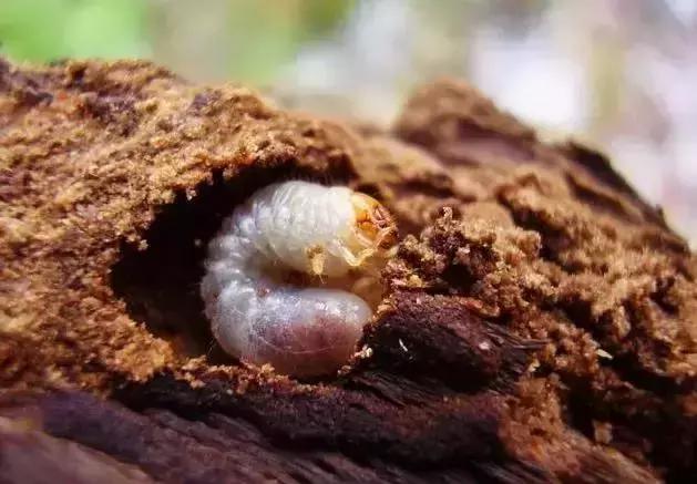 防治蔬菜地下害虫的无公害农药,蔬菜害虫种类及防治ppt