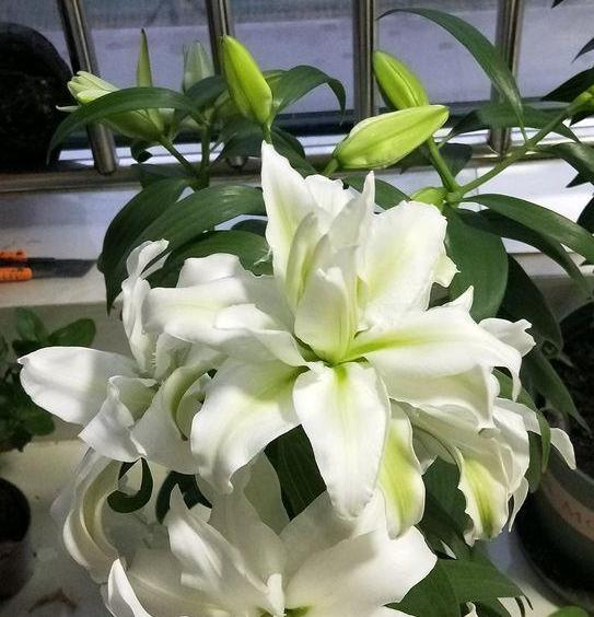 盆栽香水百合怎么养才能更旺盛,香水百合养花的技巧