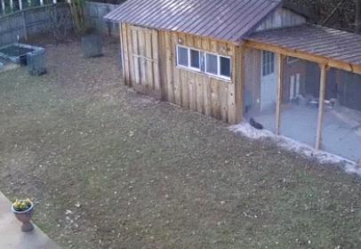 老鹰偷吃家禽,老鹰偷吃鸟巢里的小鸟