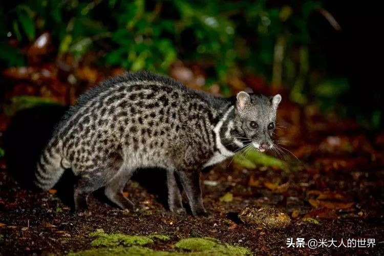 你知道这些皮草奢侈品是导致它已经在香港灭绝的主要原因吗？
