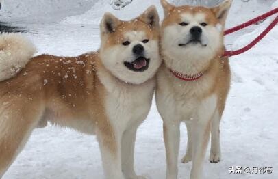 纯种秋田犬多少钱一只,纯种秋田犬幼崽多少钱一只