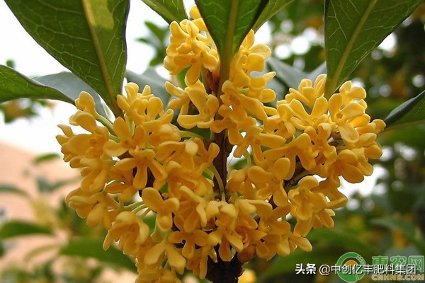 桂花树水浇多了掉叶子怎么办,桂花树叶尖枯焦还掉叶子怎么回事