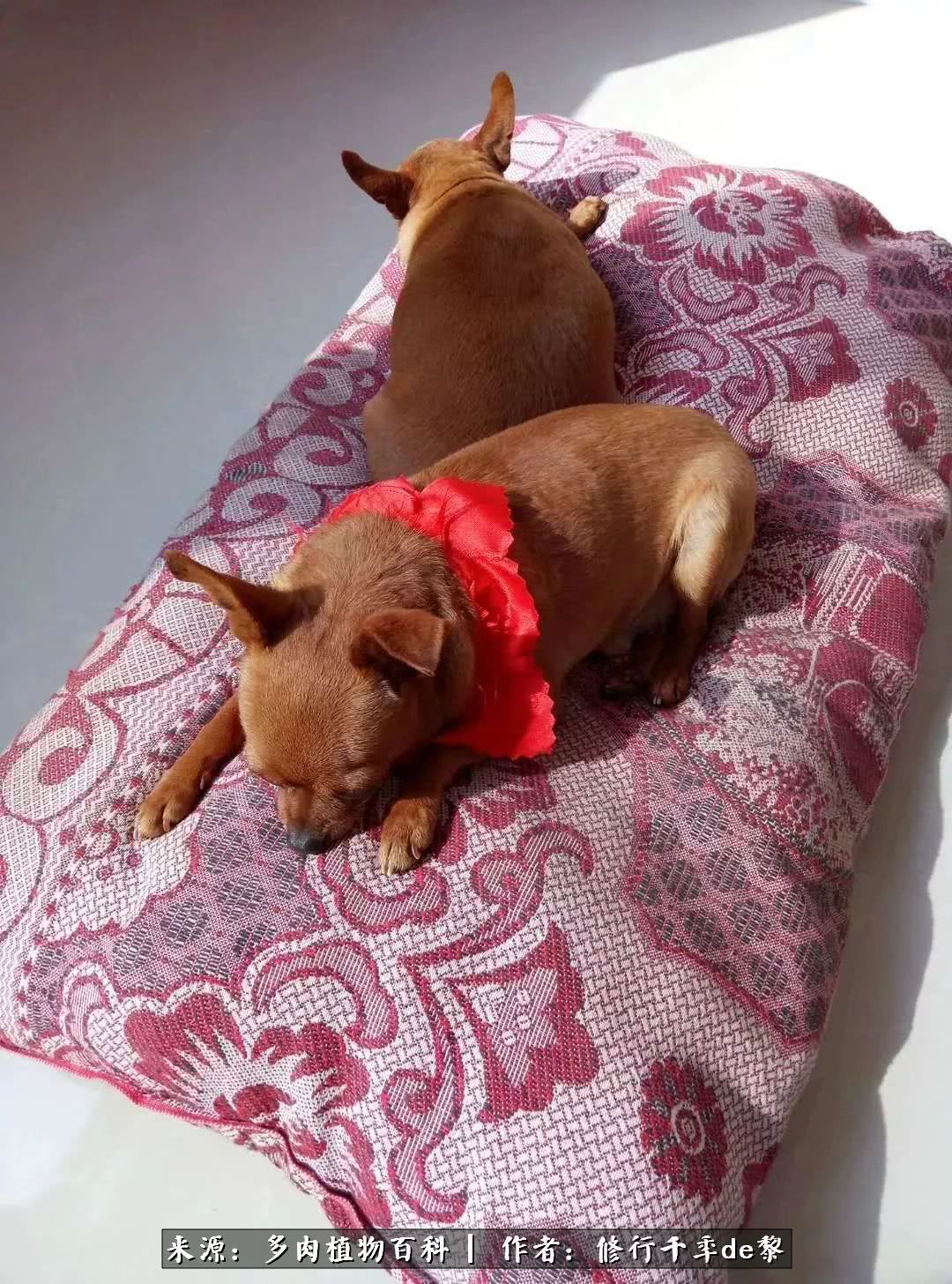 鱼和熊掌不可兼得自由和爱情,鱼和熊掌不可兼得胖和丑如影随形