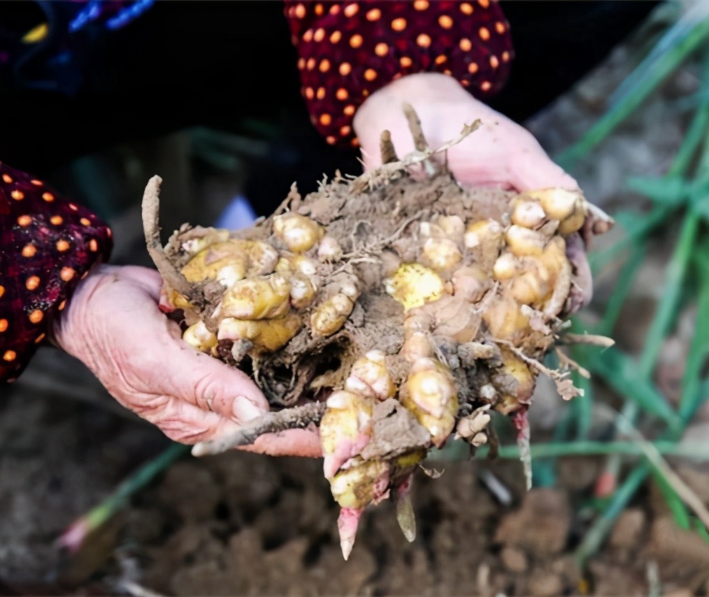 参加过1915年巴拉马博览会的州姜