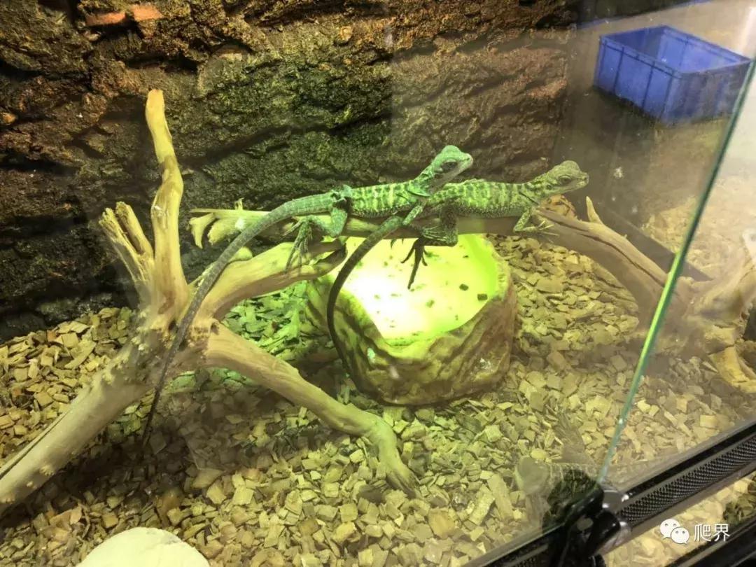 湛江爬宠店,深圳爬宠店在哪里