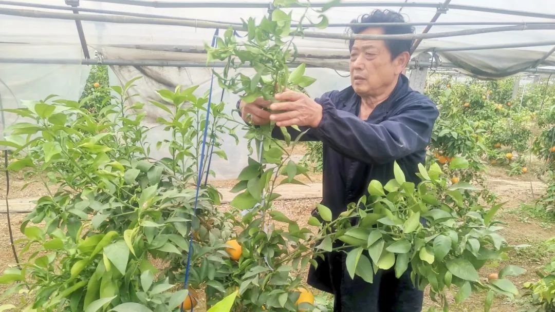 溧阳十万斤“红美人”上市，这仅是起点