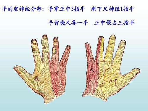 鎵嬮儴涓灑绁炵粡鍙楁崯浼氬紩璧锋墜楹诲悧,鎵嬮儴绁炵粡鍙楁崯鎵嬮夯鎬庝箞鍥炰簨