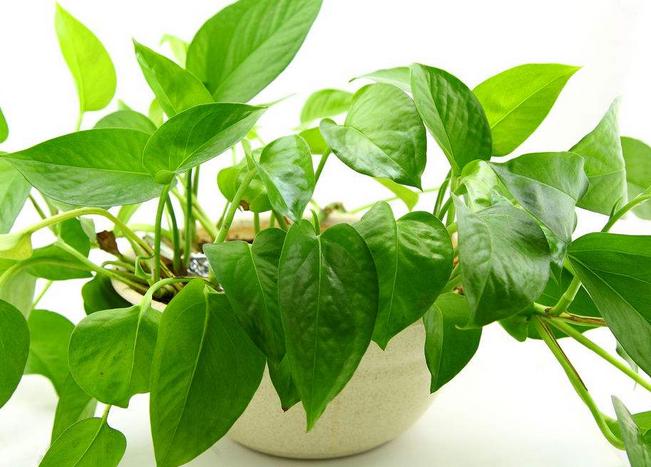 水培的绿萝如何正确转土培,水培绿萝可以直接种盆里吗