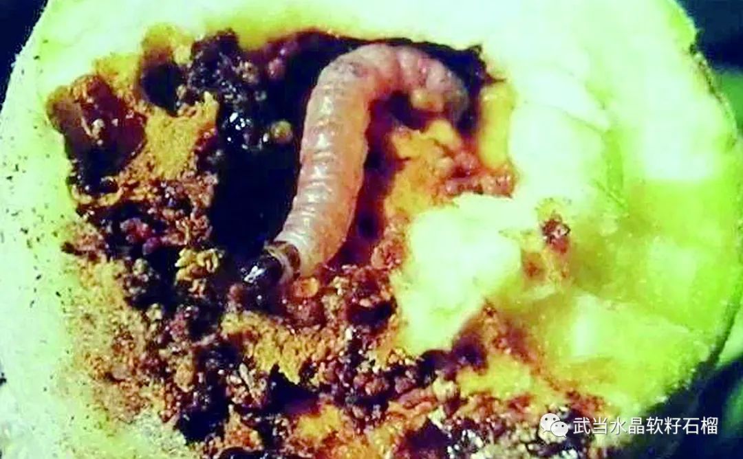 石榴生虫的视频,石榴生虫用什么方法好