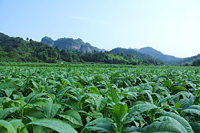 世界上公认的烟草起源地,世界香烟的历史以及由来