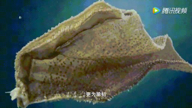 明星投毒吓人事件,深夜放毒招人恨的视频