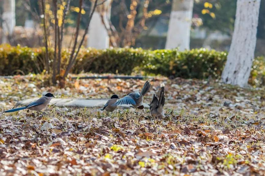 “你在看什么?”“兰大的烟火气”