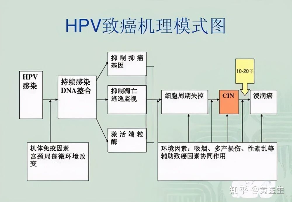 十个问题：让你三分钟了解HPV