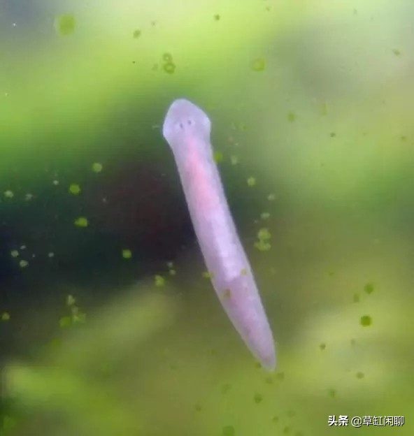 鱼缸小白虫的消灭方法,鱼缸里去除涡虫的最佳方法