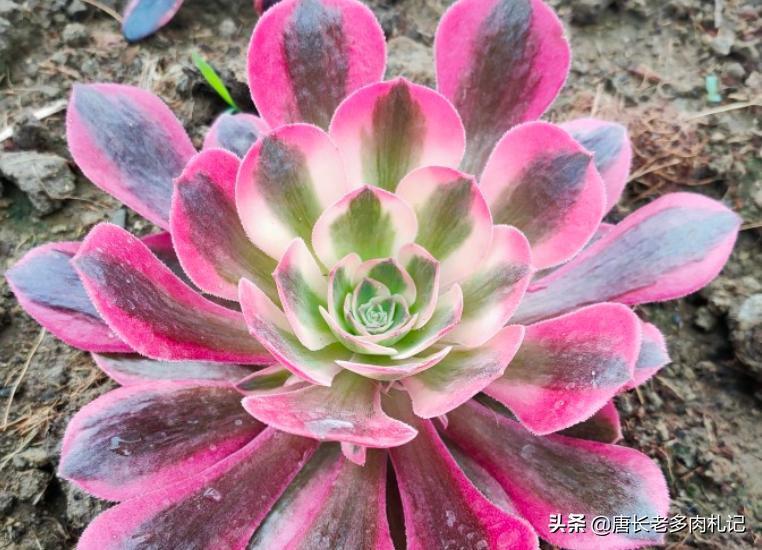 多肉法师舍不得买老桩？秋天入手小的也行，拿回家这样种很快服盆