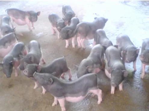 各个省份的国宝,广东十大国宝