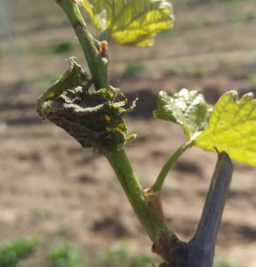 吐鲁番葡萄冬季易受低温冻害,葡萄萌芽在几度容易发生冻害