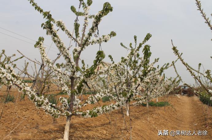 樱桃树如何正确种植,樱桃好吃树难栽真的就这么难么
