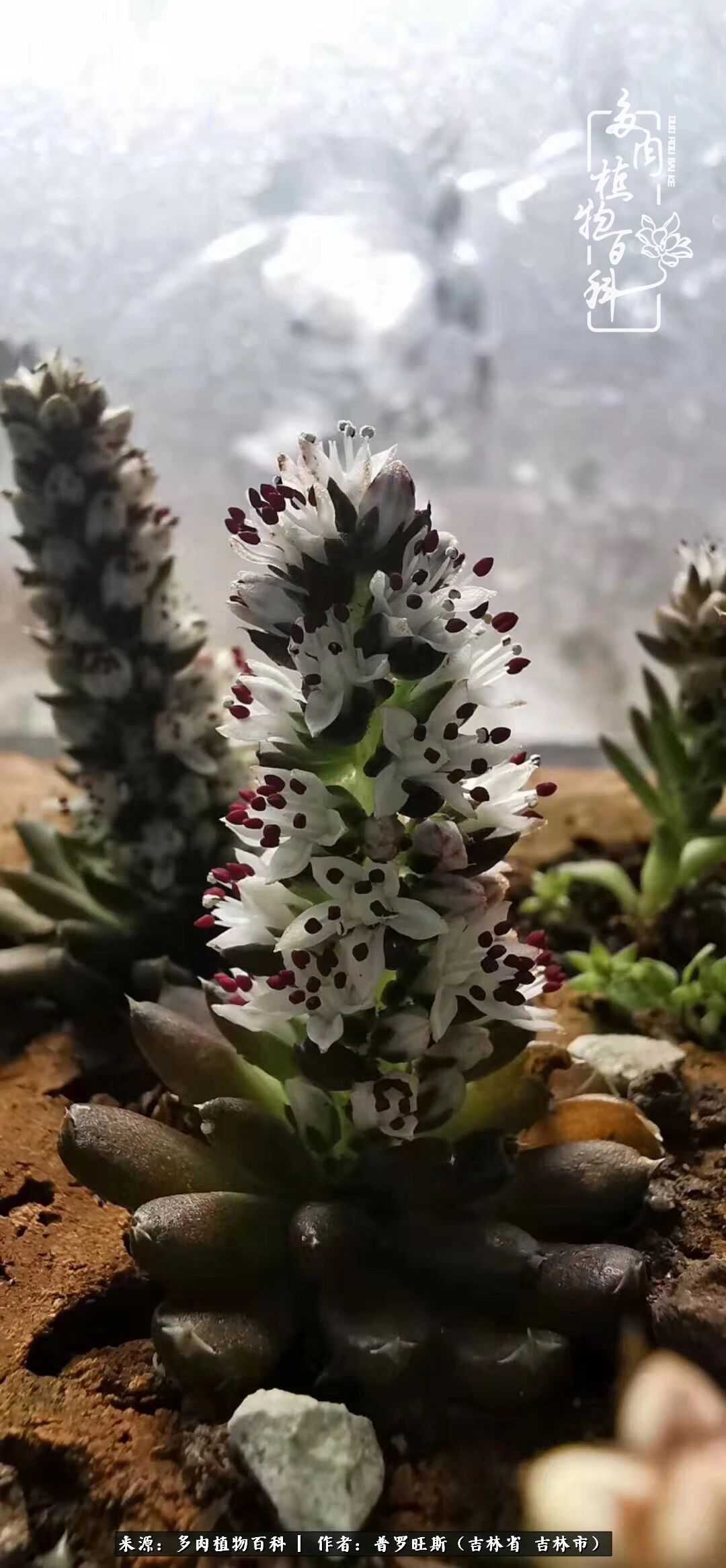 日日勤服侍，日日勤拂拭！服侍花儿，就是拂拭心灵