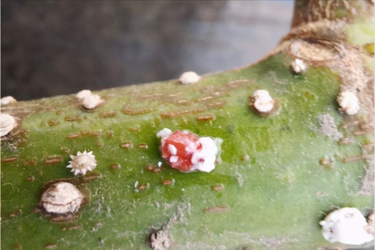 介壳虫的正确杀法,如何除去介壳虫