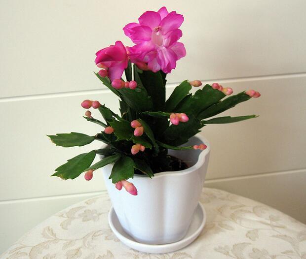 这花一年四季都能开,春节过后这些花很耐养