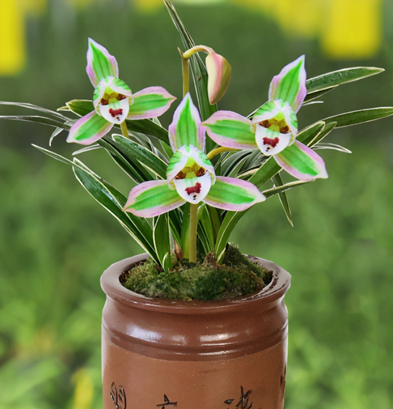 老品种花开富贵兰花,春兰帝王妃金边矮种兰花简介