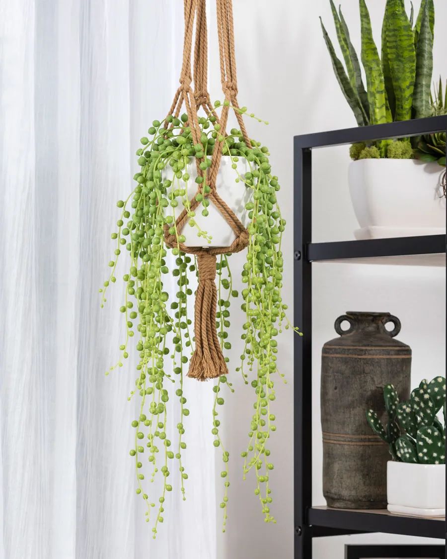 垂吊花卉品种直播,好看的吊兰绿植