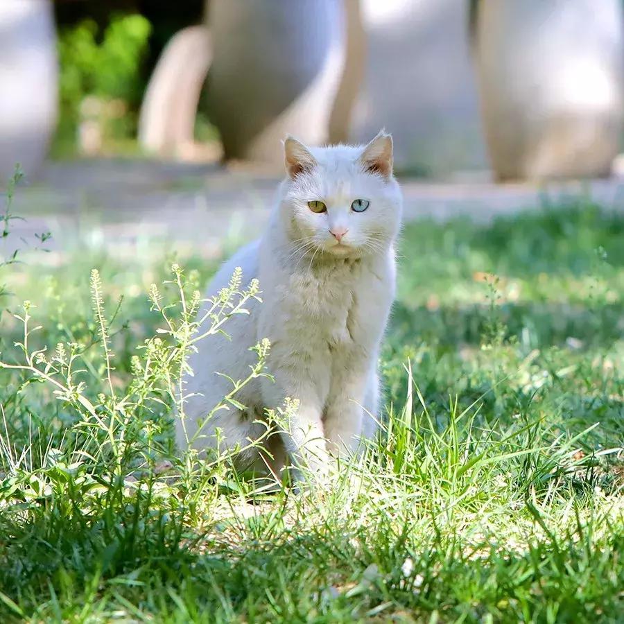 爱宠人：你知道困难重重的TNR是什么吗？