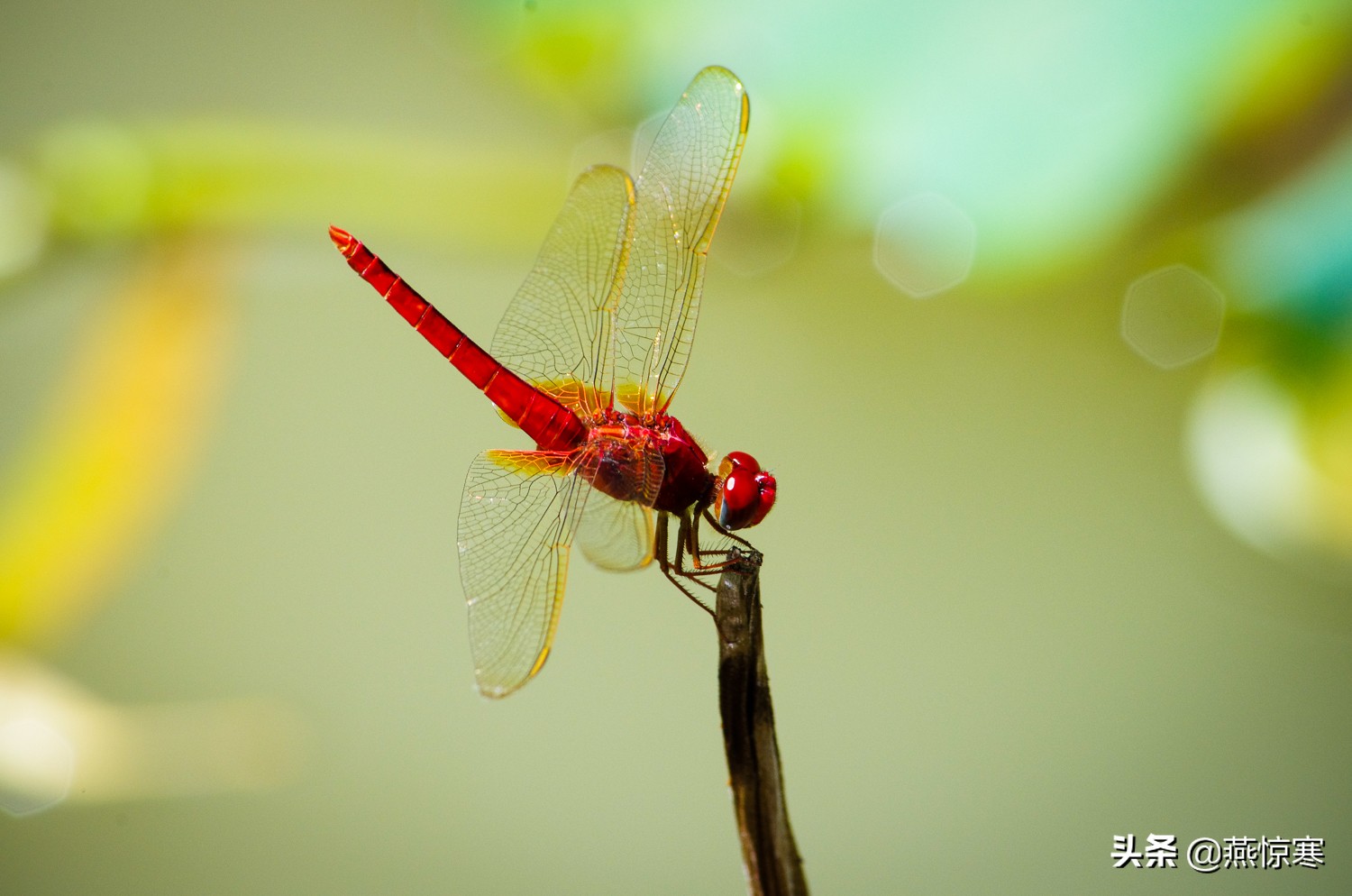 宾得理光镜头通用吗,宾得理光手动镜头推荐