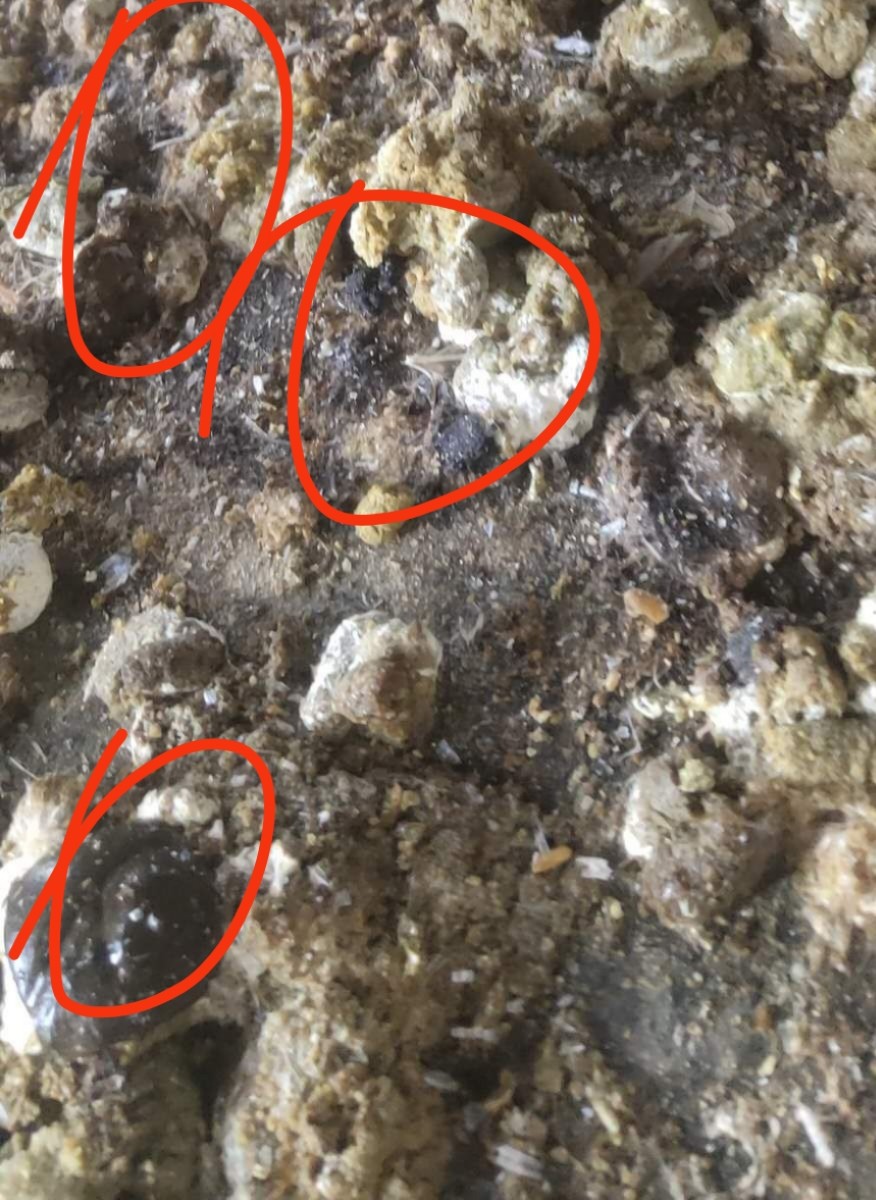 鸡拉黑粪便是怎么回事,鸡拉黑便是什么病